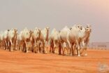 تأهل 10 مشاركين للمرحلة النهائية لفئة الفحل المنتج مجاهيم بمهرجان الملك عبدالعزيز