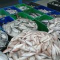 إتلاف 380 كيلو جرام من الأسماك والروبيان وسط مدينة الدمام