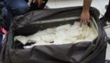 جمرك حالة عمّار يُحبط محاولتي تهريب أكثر من 184 ألف حبة كبتاجون