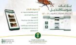 البيئة تدعو للإبلاغ عن سوسة النخيل الحمراء عبر نظام بلِّغ الموحّد