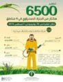 133 فرقة ميدانية تكافح 6500 هكتار من الجراد الصحراوي في 4 مناطق