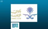 نادي الإبل يعلن عن فئات مهرجان الملك عبد العزيز الرابع للإبل