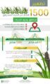 البيئة تكافح الجراد الصحراوي وتعالج 1500 هكتار في الساحل الجنوبي الغربي