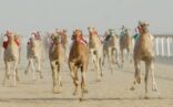 تأجيل مزاد النخبة للإبل بسبب التقلبات الجوية إلى يوم غدا الأربعاء