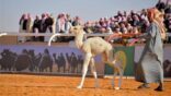 نادي الإبل يقدم 5 جوائز قيمة للجمهور في مهرجان الملك عبدالعزيز