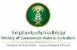 البيئة تطلق 12 خدمة جديدة في أنعام بلس لتسريع خدمات مستفيدي الثروة الحيوانية