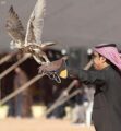 انطلاق مسابقة هدد الشمال في عرعر بمشاركة 700 صقار