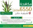 البيئة تكافح الجراد الصحراوي في مساحة 6550 هكتاراً بالشرقية و حائل