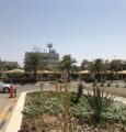 أمانة الشرقية تبدأ بتجربة زراعة شجرة الجاكرندا