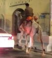 شرطة مكة : الشخص الذي ظهر بزي عسكري ممتطياً جملاً يعاني من اعتلالات نفسية