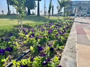 القطيف ترتقي بالمشهد الحضري بـ 185حديقة و1.7 مليون متر مربع مسطحات خضراء