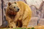 زوار رياض زوو يلتقون بأضخم الدببة البنّية في العالم