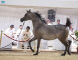 اختتام بطولة طرفة لجمال الخيل العربية الأصيلة بمركز العيد للفروسية بالجنادرية