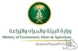 البيئة تتابع وضع الجراد الصحراوي محلياً ودولياً وتحذر من ارتفاع مستوى التهديد من دول الجوار