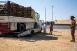 القوات الخاصة للأمن البيئي تضبط 16 طناً من الحطب المحلي المعد للبيع في مدينة الرياض