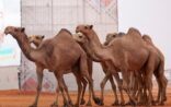 إدارة مهرجان الملك عبدالعزيز للإبل تعلن عن الجدول المحدّث لفعاليات المهرجان
