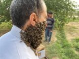 ٢٤٠ الف نحله تغطي وجه نحال الباحة