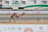هلال ينتزع أفضل توقيت في مساء تاسع أيام مهرجان ولي العهد للهجن3