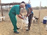 زراعة الشرقية تطلق حملتها لتطعيم الأبقار ضد الحمى القلاعية بالجرعة الثانية