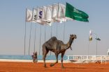 الذائر و هامة الجزيرة تخطفان الأول أمام 10آلاف زائر بمهرجان الملك عبدالعزيز 6
