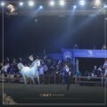 511 رأساً من الخيل العربية في انطلاقة بطولة كحيلة غداً الأربعاء
