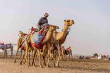 المفاريد تدشن انطلاقة مهرجان ولي العهد للهجن غداً السبت