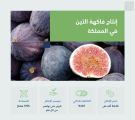 المملكة تنتج 26.66 ألف طن من فاكهة التين وتحقق اكتفاءً ذاتيًا بنسبة 107%