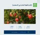 البيئة : 30 ألف طن إنتاج المملكة من فاكهة الرمان وتحقق اكتفاءً ذاتيًا بنسبة 34%