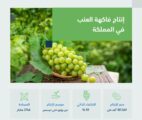 البيئة : المملكة تنتج 101 ألف طن من العنب سنويًّا بأكثر من 10 مناطق