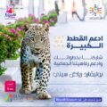 في كات ووك زوار موسم الرياض يقطعون 7 كلم لحماية النمر العربي من الانقراض