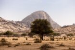 مركز الغطاء النباتي يطرح فرصًا استثمارية موسمية في المتنزهات الوطنية
