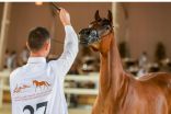 مهرجان الرياض للجواد العربي يختتم اشواط كأس المربيين السعوديين