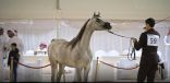 311 رأس تتنافس على ألقاب بطولة طرفة لجمال الخيل العربية الأصيلة