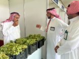 ختام الموسم الرابع لمهرجان العنب والفواكه الموسمية بمركز الماوين