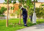 زراعة 500 ألف م2 مسطحات خضراء و 538 شجرة بالظهران