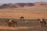 هيئة تطوير محمية الملك سلمان تسعى لحماية الغطاء النباتي والحياة الفطرية من الماشية السائبة