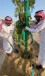 أمانة الشرقية تزرع أكثر من 5 آلاف شجرة وتوزع أكثر من 4 آلاف شتلة احتفاء بيوم مبادرة السعودية الخضراء