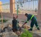 أمانة الأحساء تستهدف زراعة 800 ألف شجرة ضمن مبادرة”السعودية الخضراء”