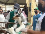 وقاء عسير يطلق حملة “جزلة” للتعريف بالطرق الصحيحة لاختيار الأضاحي