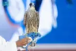 صقر “الشعلان” الأغلى في النسخة الرابعة لمزاد نادي الصقور السعودي