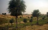 بلدية محافظة طريف “تدعم الغطاء النباتي بمساحة تتجاوز 560 ألف م2”