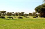 محمية الإمام تركي بن عبدالله الملكية‬ تدعو للتسجيل في برامجها التدريبية