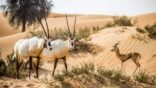 محمية الإمام تركي بن عبدالله تصدر ضوابط الرعي الموسمي في “محمية الشمال”