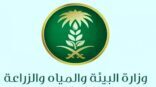 “زراعة المدينة” تنظم ورش عمل للممارسات الزراعية الجيدة لرعاية النخلة